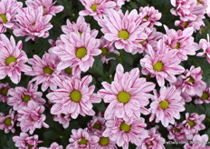 And the Petticoat, really nice bicolour with a beautiful green heart.